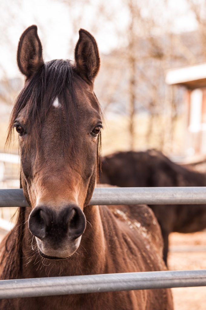 Helping Hooves Dillon, MT Equine Assisted Therapy, Equine Rescue, Horse Rescue Therapeutic Riding